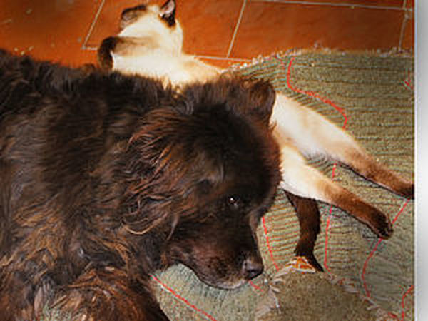 Как использовать вычесанную шерсть собаки? | Блог уральские-газоны.рф