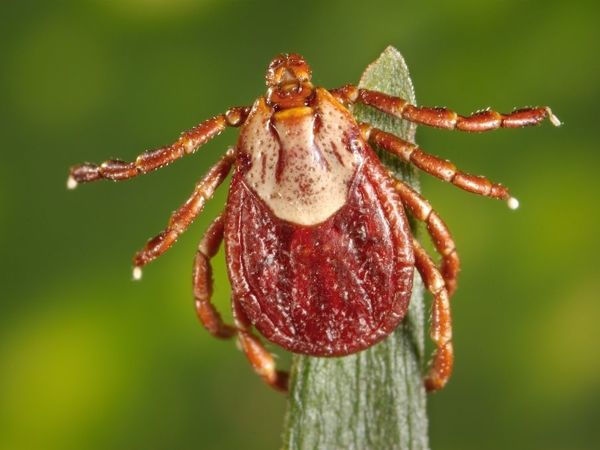 Как защититься от клещей и комаров без химии? | Ярмарка Мастеров - ручная работа, handmade