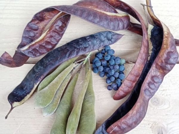 Стручки акации | Ярмарка Мастеров - ручная работа, handmade