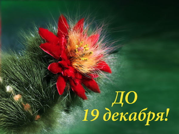 Акция «Предложи свою цену» до 19 декабря! + ...!!! | Ярмарка Мастеров - ручная работа, handmade