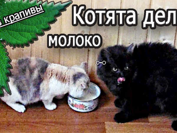Котята делят молоко. Смешно! Два кота и миска молока. | Ярмарка Мастеров - ручная работа, handmade