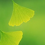 Studiya "Ginkgo" - Livemaster - handmade