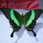 48butterfly