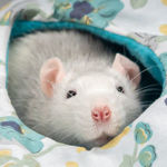 ratcraft