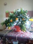 roman-aleksandrovich-3