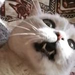 Аватар покупателя