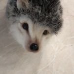 angelpet
