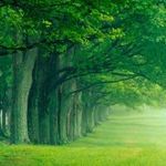 wwooddreamm