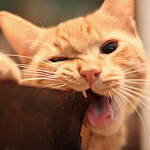 mandarincat