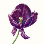 Akvarelnaya botanika - Livemaster - handmade