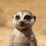 timon-store