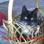 catmurrglamour