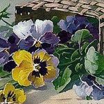 viola-61