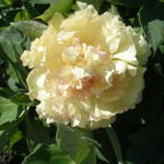 Grandiflora - Livemaster - handmade