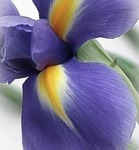 iris-chance