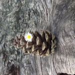 Vyshivka dlya uyutnogo doma ( Anna) - Ярмарка Мастеров - ручная работа, handmade