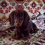 Аватар покупателя