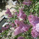 flowerofjoy