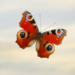 mybutterflies