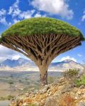 shihalev88