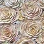 flora-collage