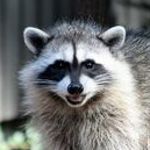 littleraccoon
