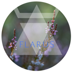 flarus