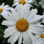 Аватар покупателя