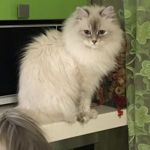 Аватар покупателя