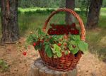 ChudesnyJ CuZOV'Ok - Livemaster - handmade
