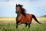 horse-saddle