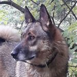 brelki-ruchnoj-raboty-