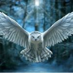 snowyowlenigma