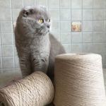 the-basya-cat