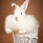 Excellmagic Bunny - Livemaster - handmade