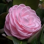 camellia-yulia