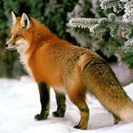Natasha Saenko (FoxyFox) - Livemaster - handmade