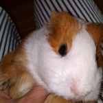 Schastlivchik - Livemaster - handmade