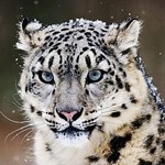 vladimir (nicefur) - Livemaster - handmade