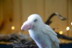 feltingraven