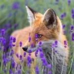 FoxDreams (ukrasheniya iz serebra) - Livemaster - handmade