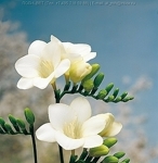 annafreesia