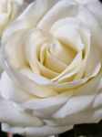 flowerstories77