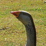 dulcinea
