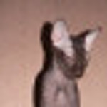 Tasha Mann - Livemaster - handmade