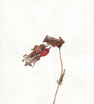 stregoneria
