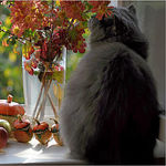 Magazinchik vdohnovenya i chudes (lena-and-cats) - Livemaster - handmade