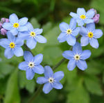 forgetmenots