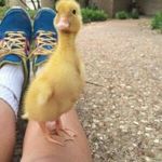 oduvan_park - Livemaster - handmade