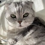 Аватар покупателя